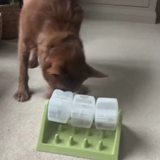 MaggieBowl™ – Le jouet intelligent qui occupe votre chien pendant des heures